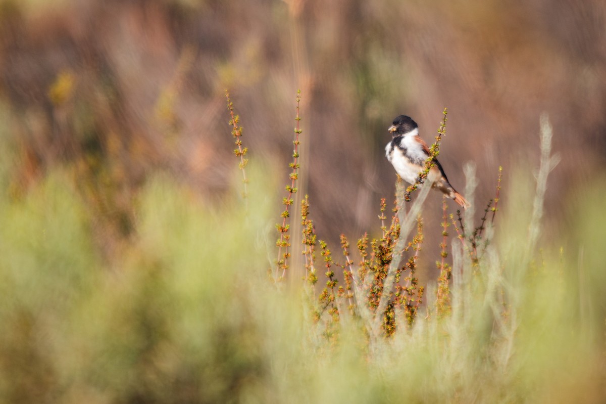 Black-headed Canary - ML616057975