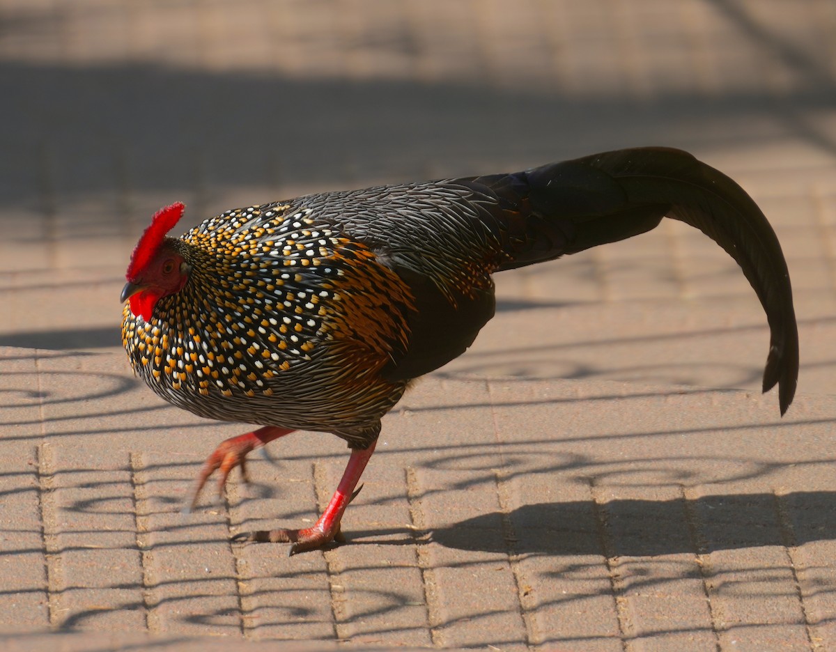 Gray Junglefowl - ML616058029