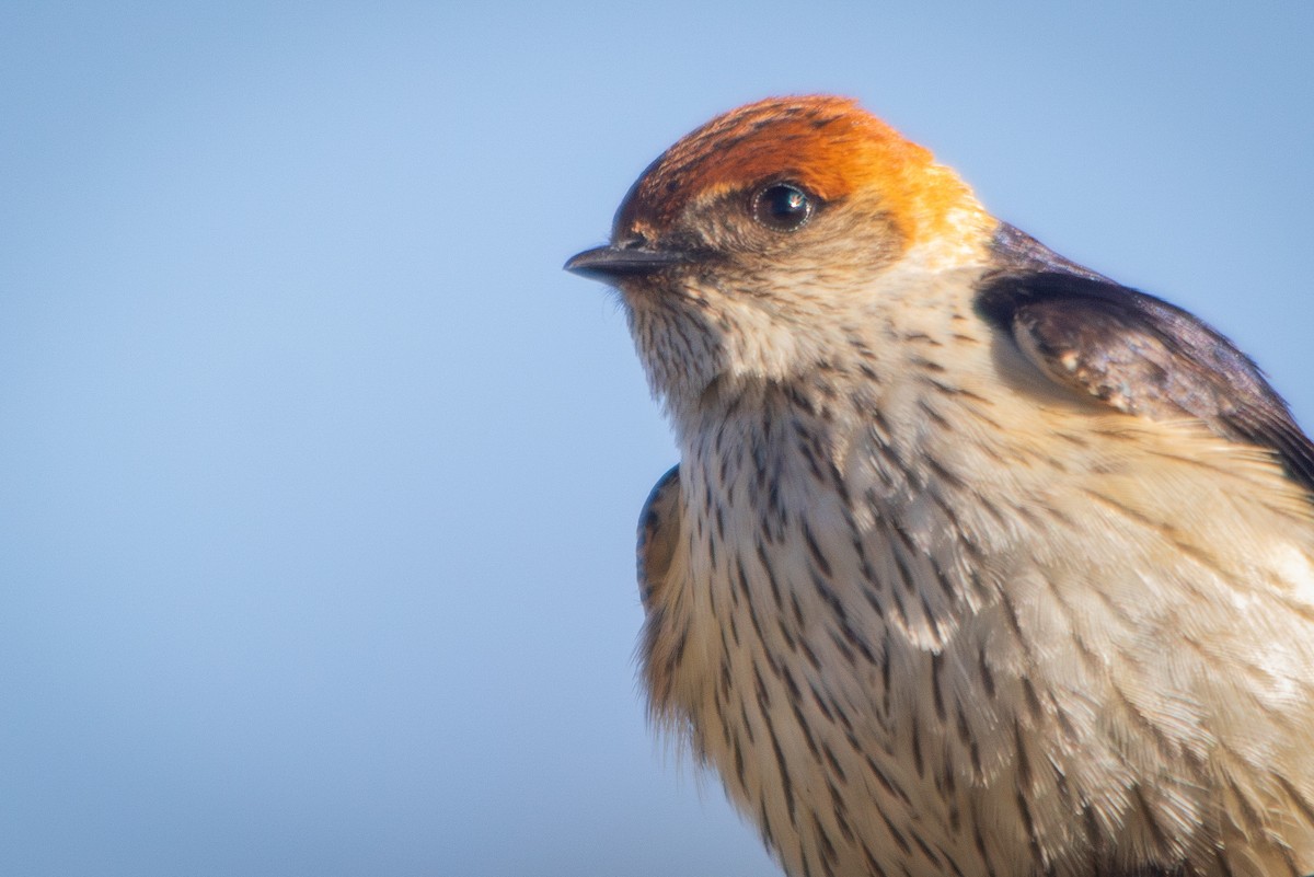 Greater Striped Swallow - Retief Williams