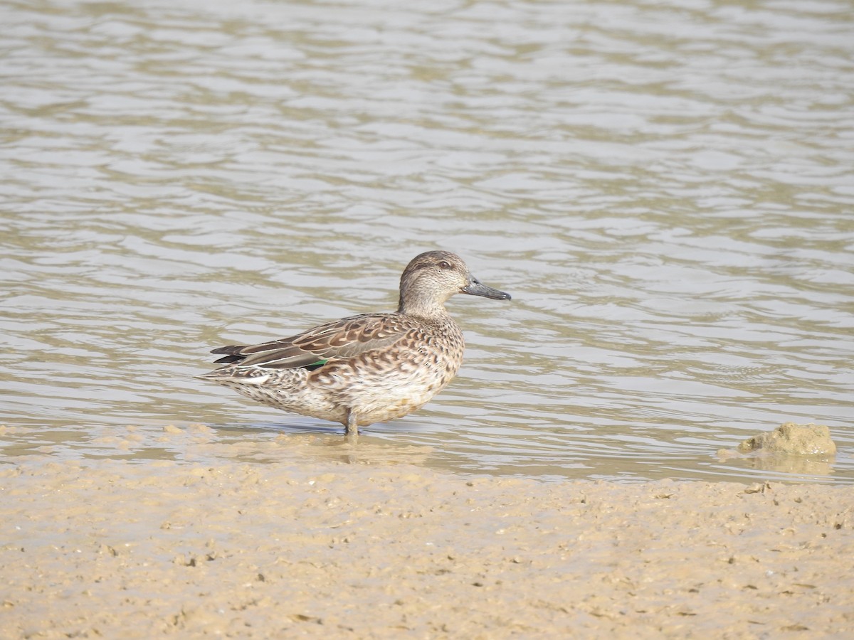 Green-winged Teal - ML616058056