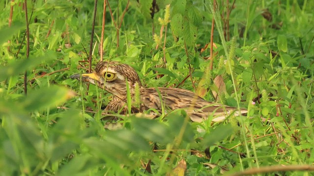 Indian Thick-knee - ML616058136