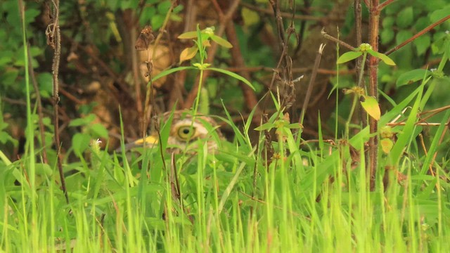 Indian Thick-knee - ML616058137