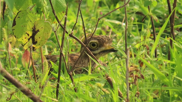 Indian Thick-knee - ML616058138