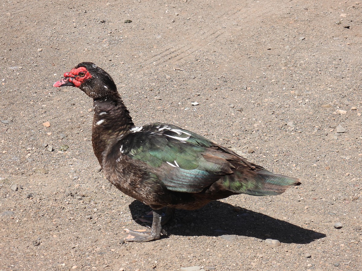 Muscovy Duck (Domestic type) - ML616058145