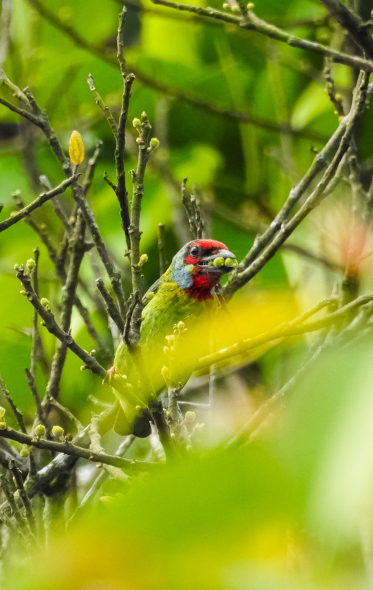 Malabar Barbet - Muhammed Niyas