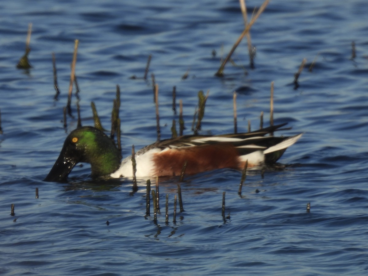 Northern Shoveler - ML616058152