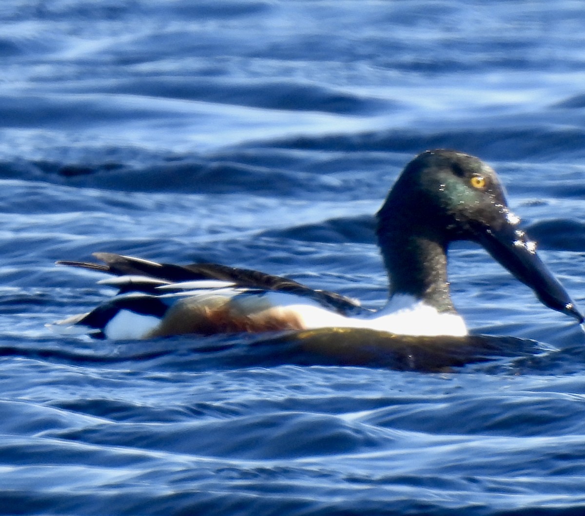 Northern Shoveler - ML616058154