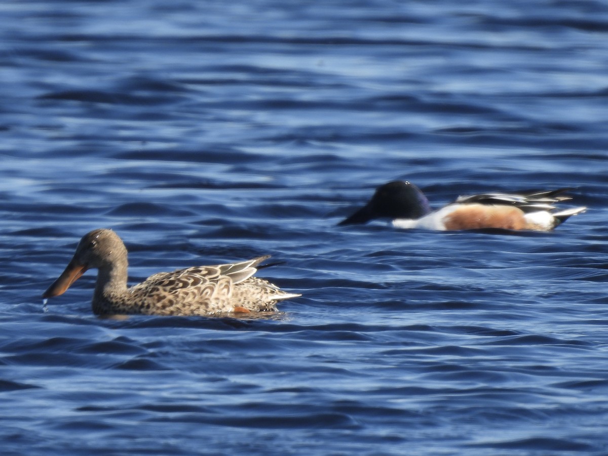 Northern Shoveler - ML616058155