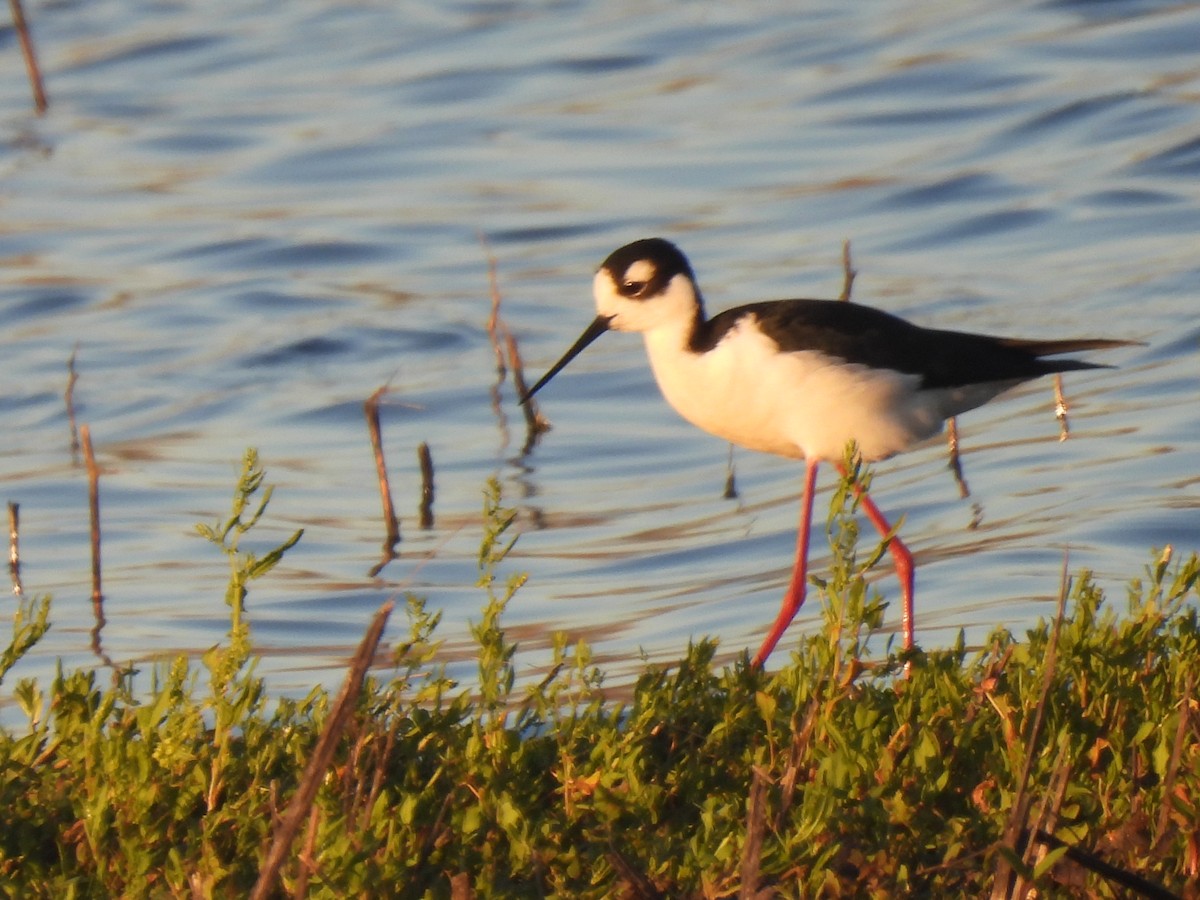 Black-necked Stilt - ML616058178