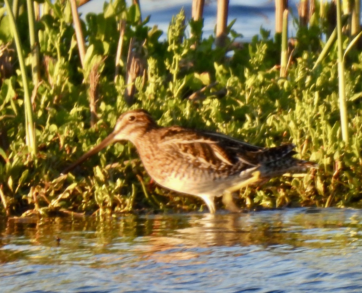 Wilson's Snipe - ML616058185