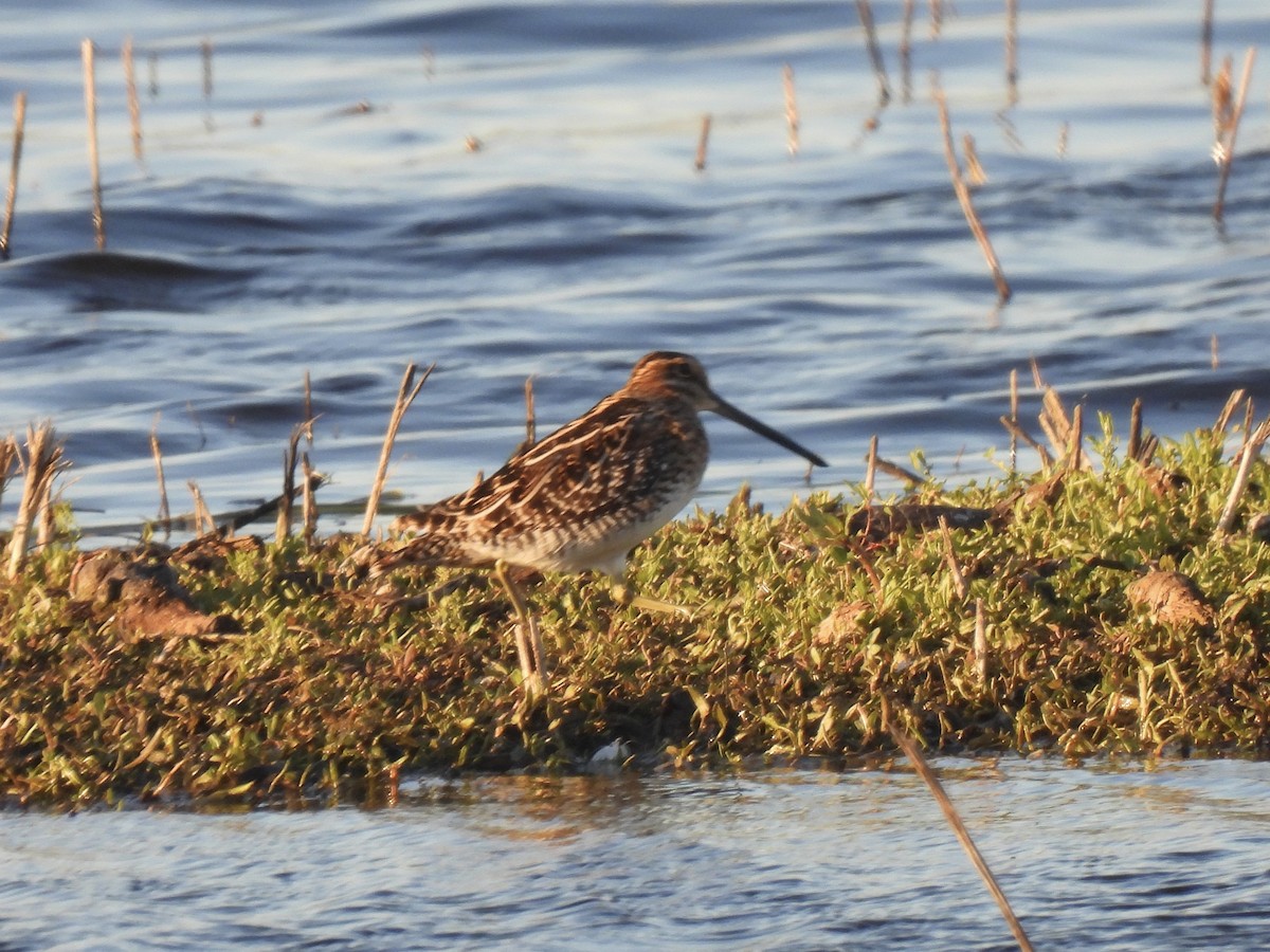 Wilson's Snipe - ML616058186