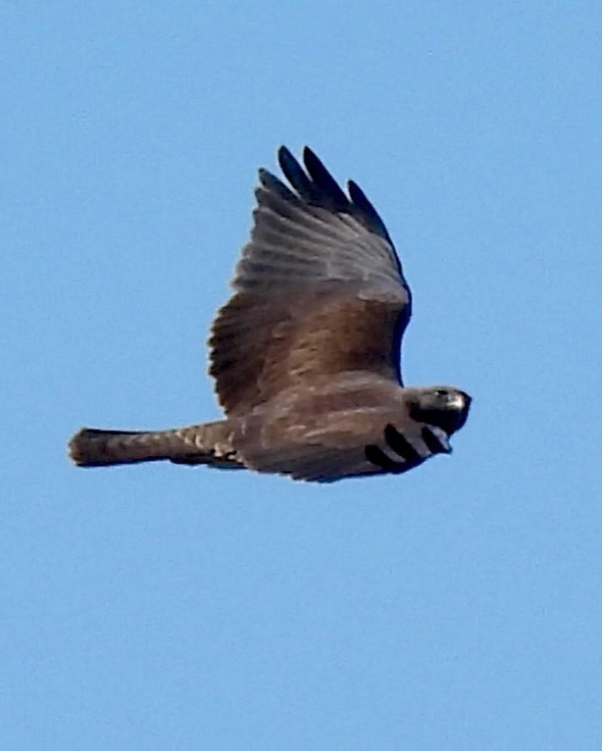 Swainson's Hawk - Dana Cox