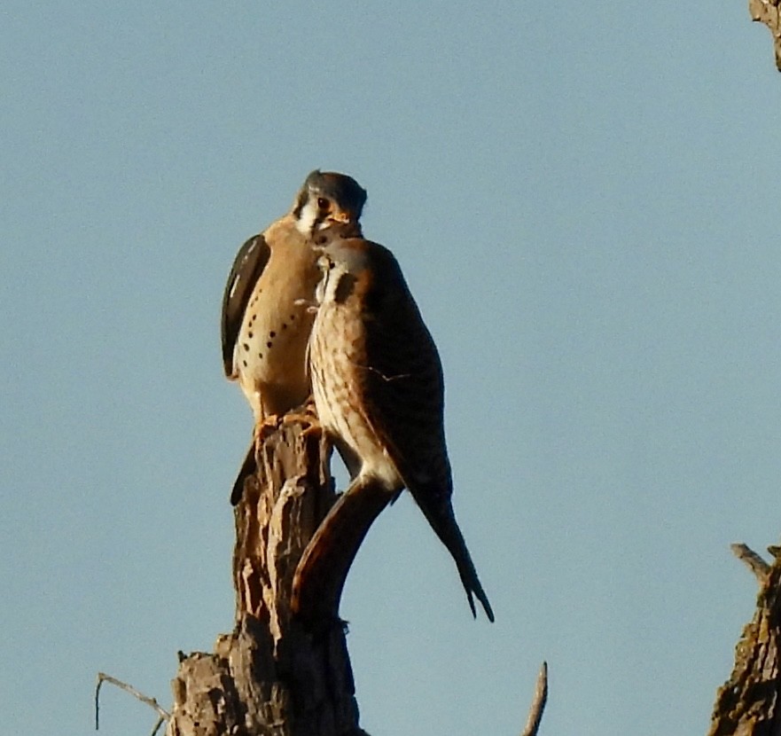 American Kestrel - ML616058215