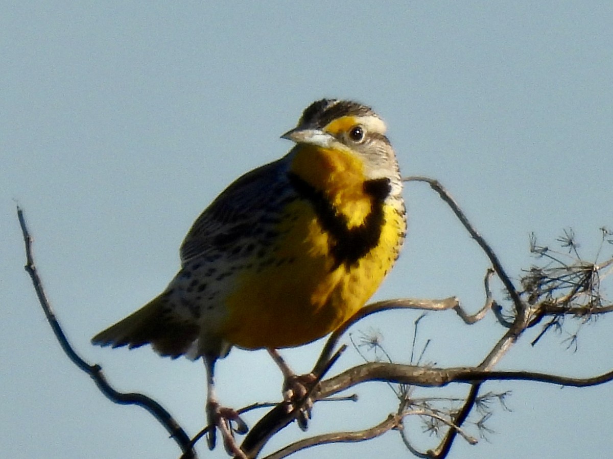 Western Meadowlark - ML616058227