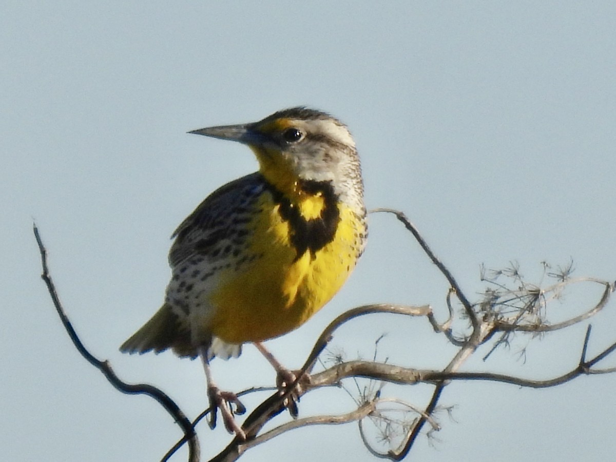 Western Meadowlark - ML616058228