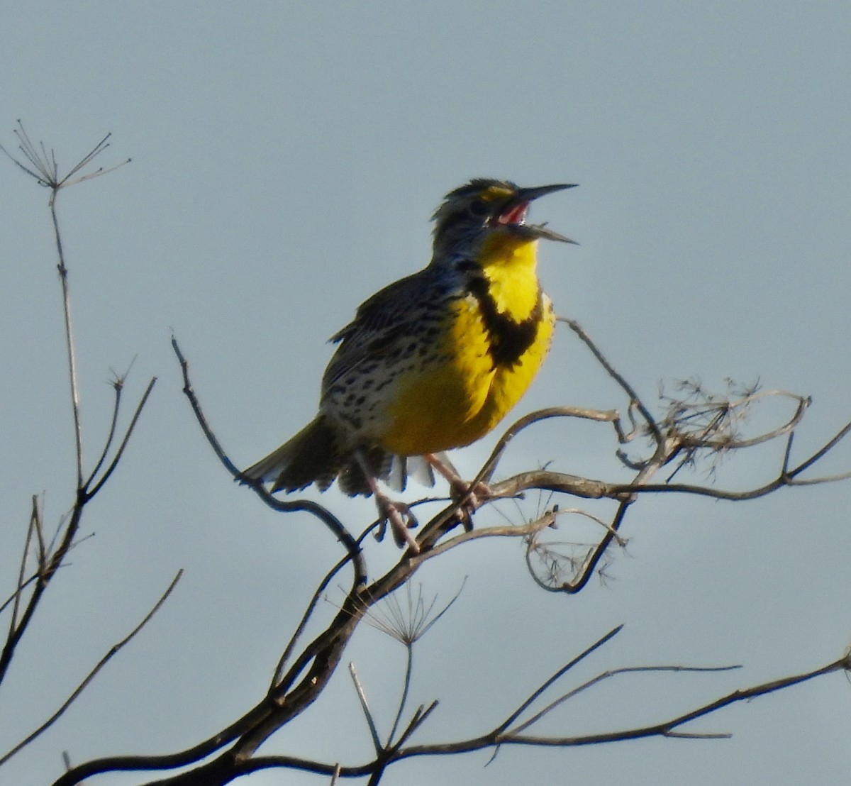 Western Meadowlark - ML616058229