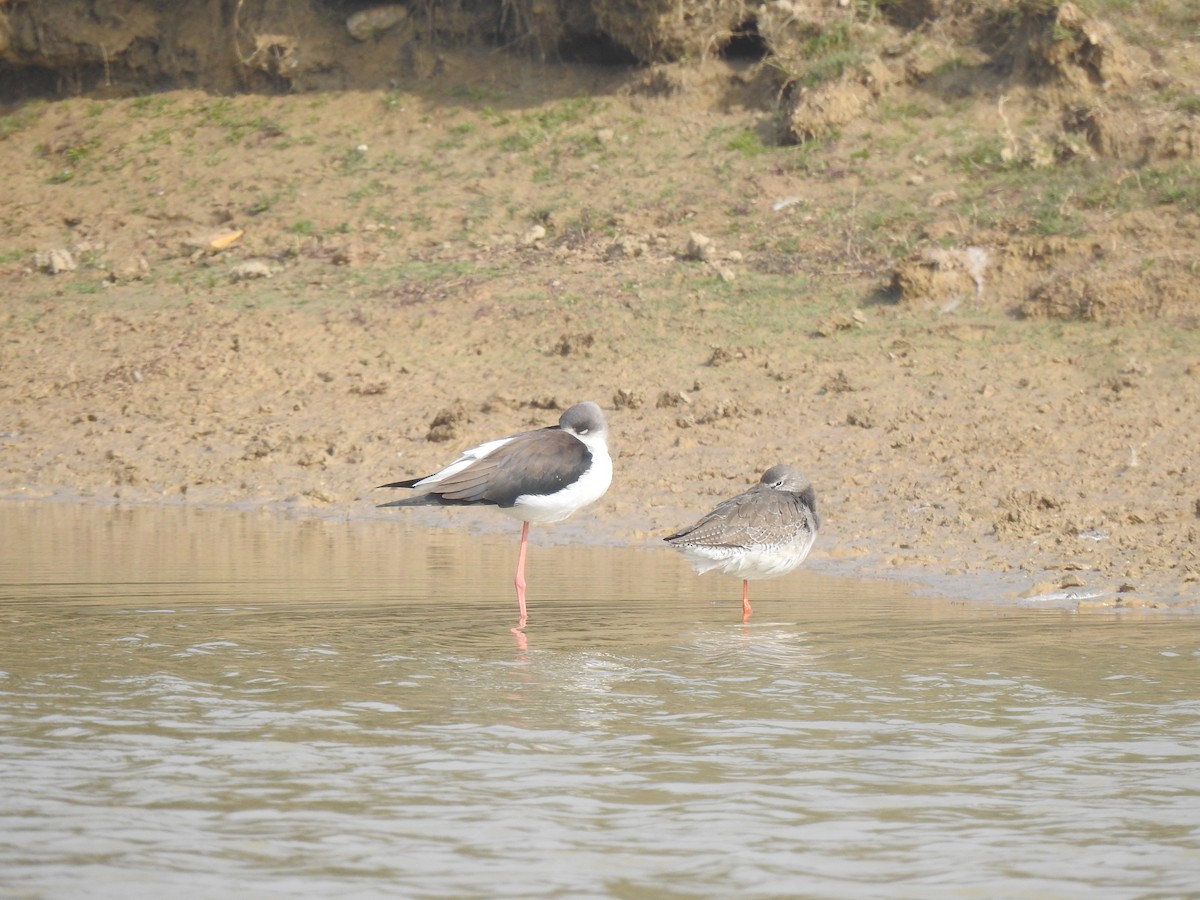Spotted Redshank - ML616058251