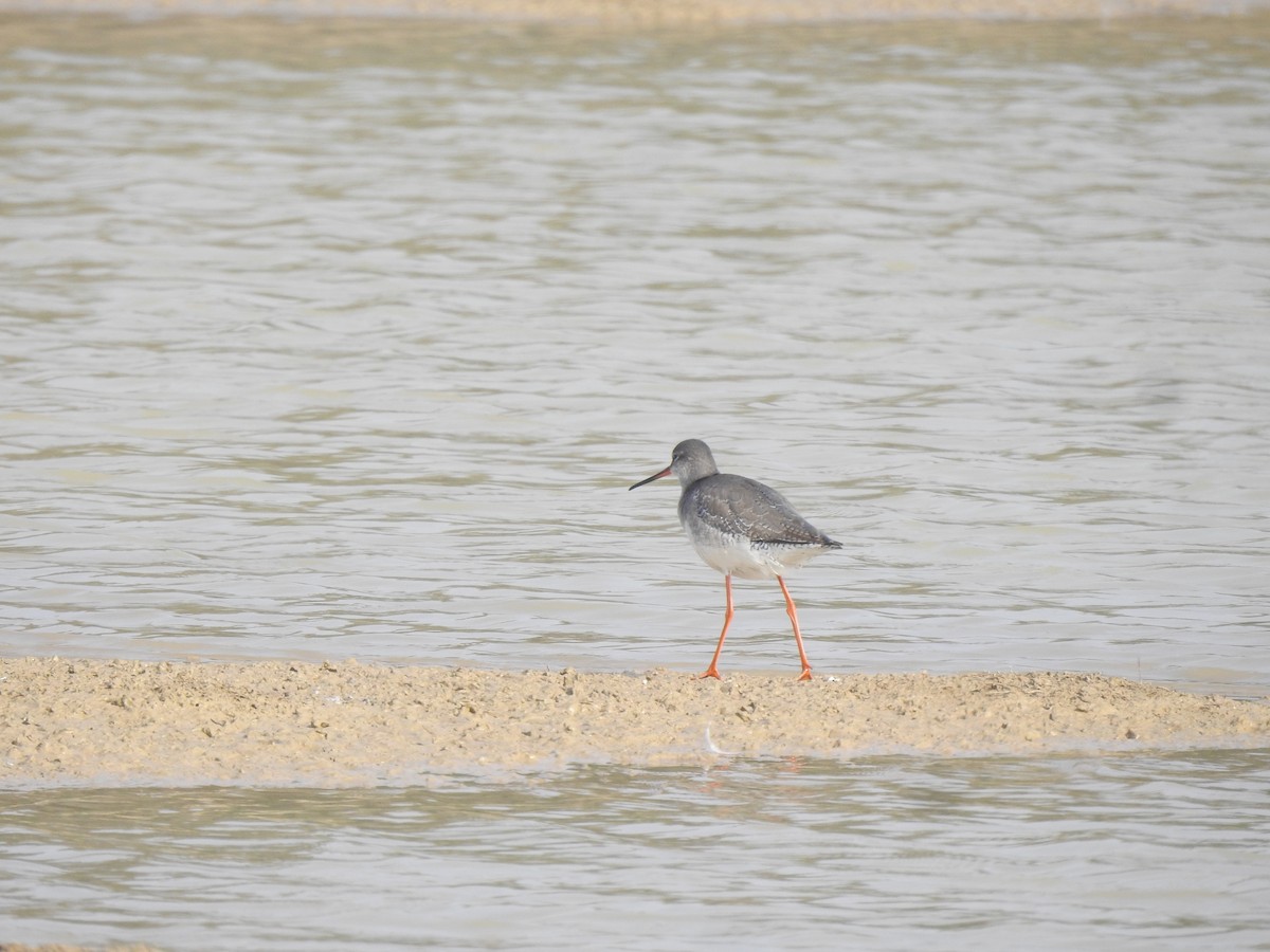 Spotted Redshank - ML616058252