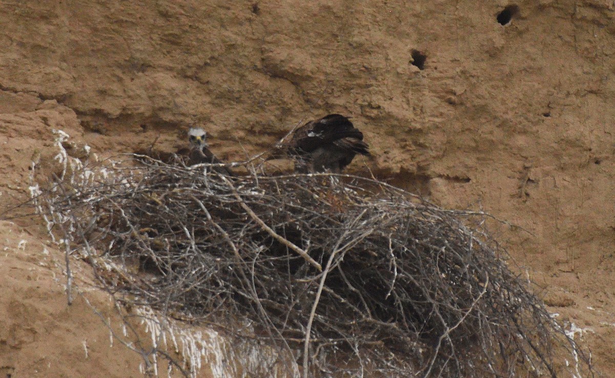 Bonelli's Eagle - Usha Viswanathan