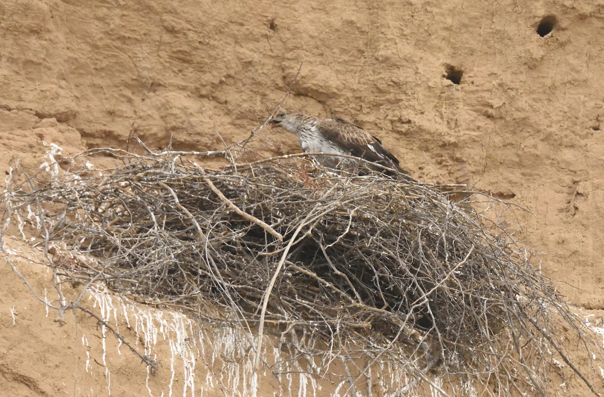 Bonelli's Eagle - Usha Viswanathan