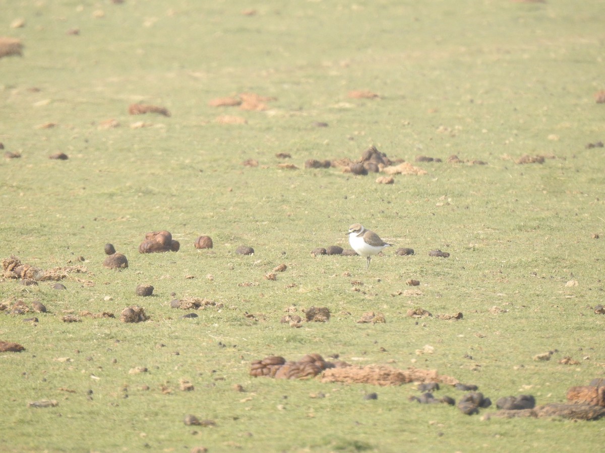 Kentish Plover - Ranjeet Singh