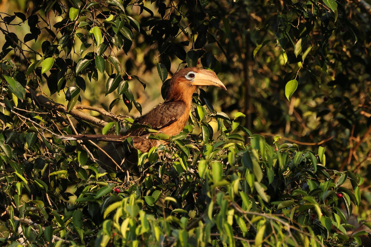 Rusty-cheeked Hornbill - ML616058311