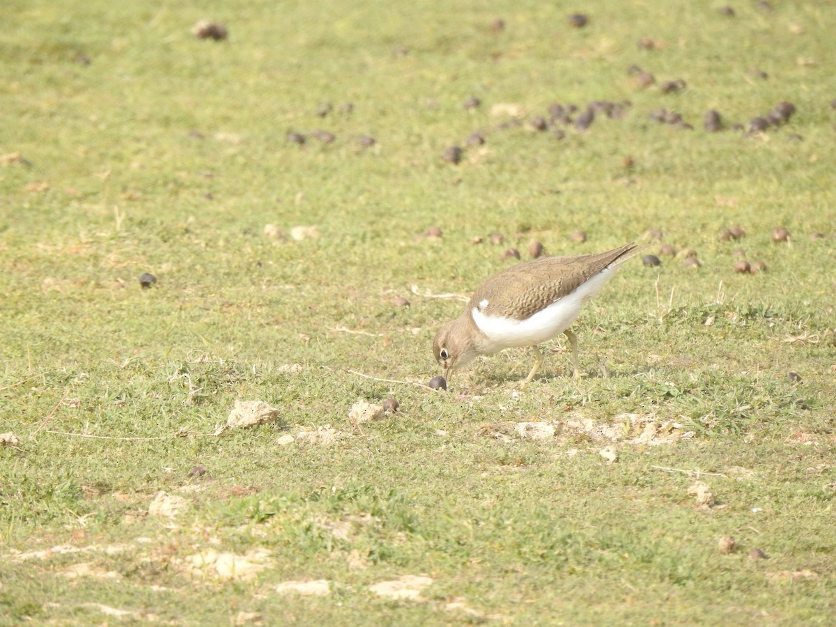 Common Sandpiper - Ranjeet Singh