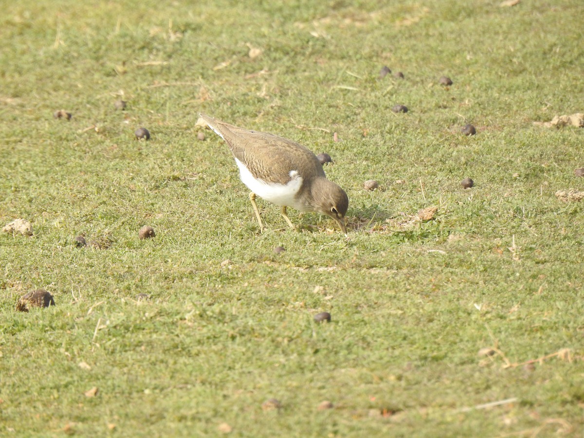 Common Sandpiper - Ranjeet Singh