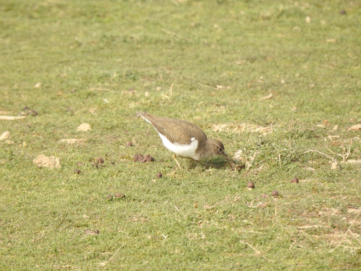 Common Sandpiper - ML616058318