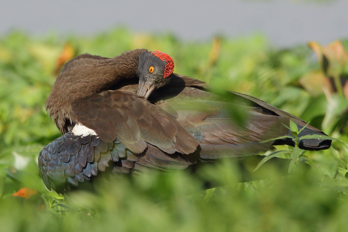 Red-naped Ibis - ML616058392