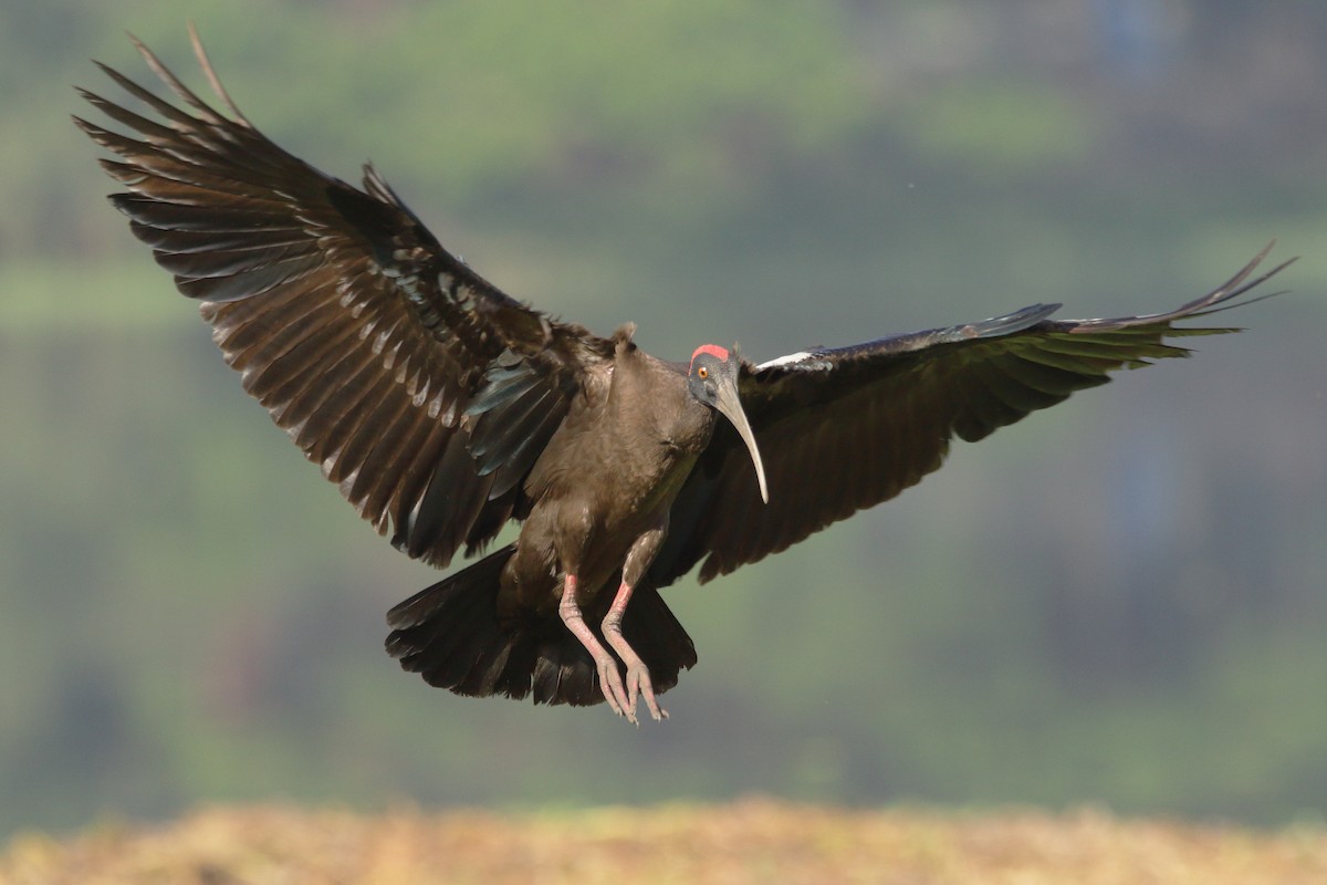 Red-naped Ibis - ML616058393