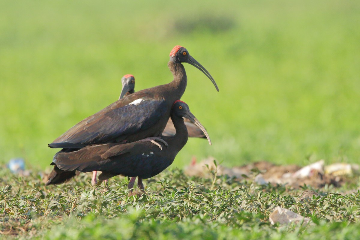 Red-naped Ibis - ML616058394