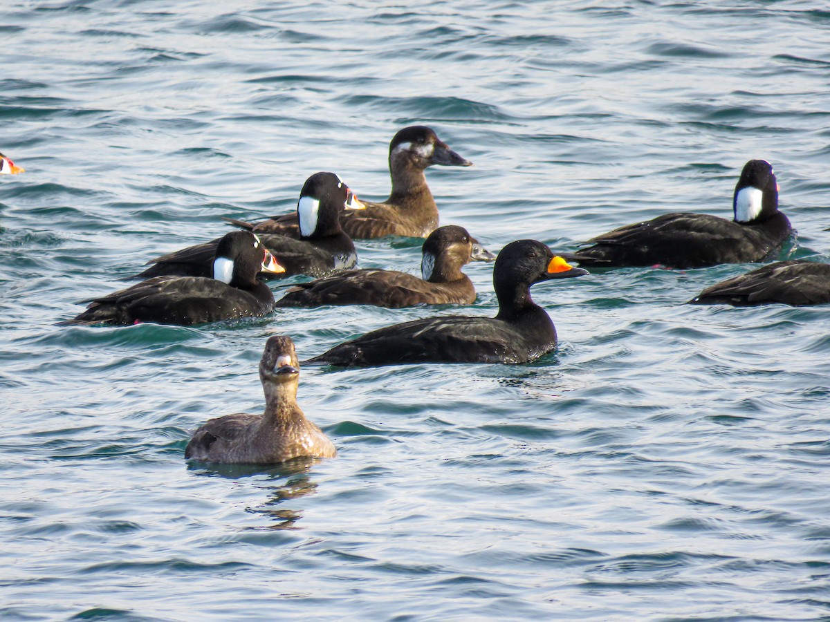 Black Scoter - ML616058405