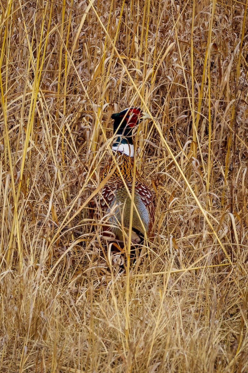 Ring-necked Pheasant - ML616058412