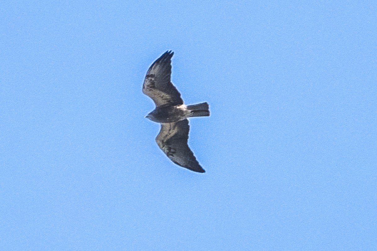 Swainson's Hawk - ML616058434