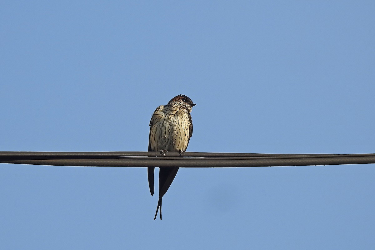 Striated Swallow - Chi-Lien (綺蓮) Hsueh (薛)