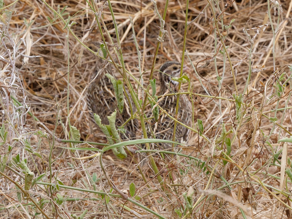 Harlequin Quail - ML616058461