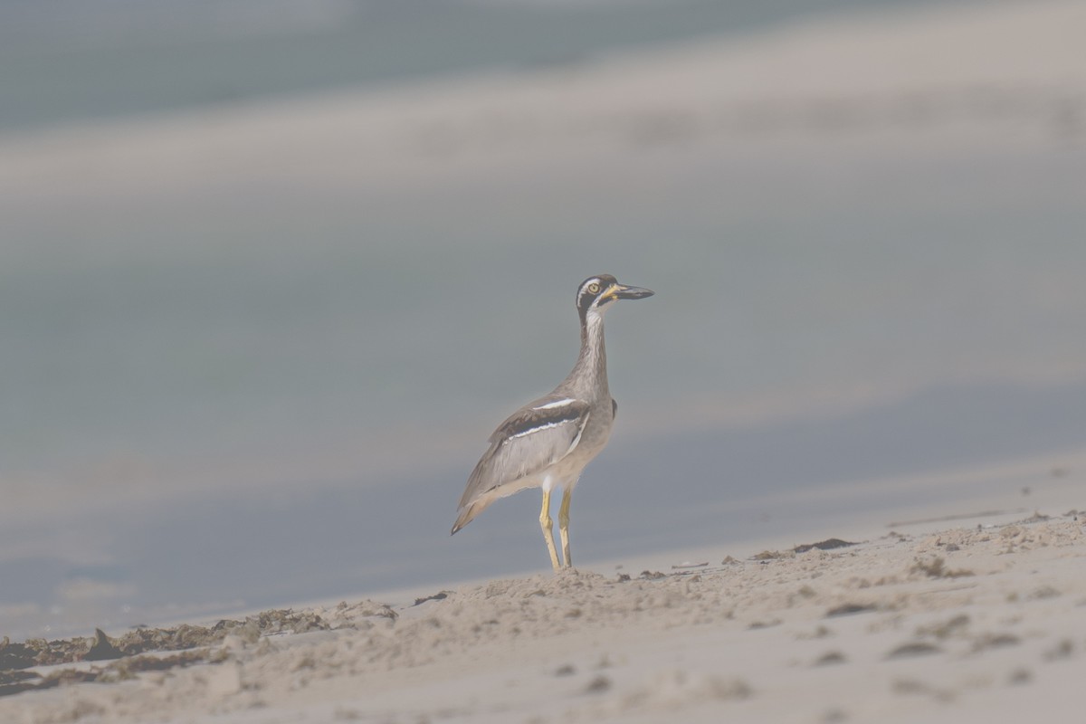 Beach Thick-knee - AJAY ARNOLD