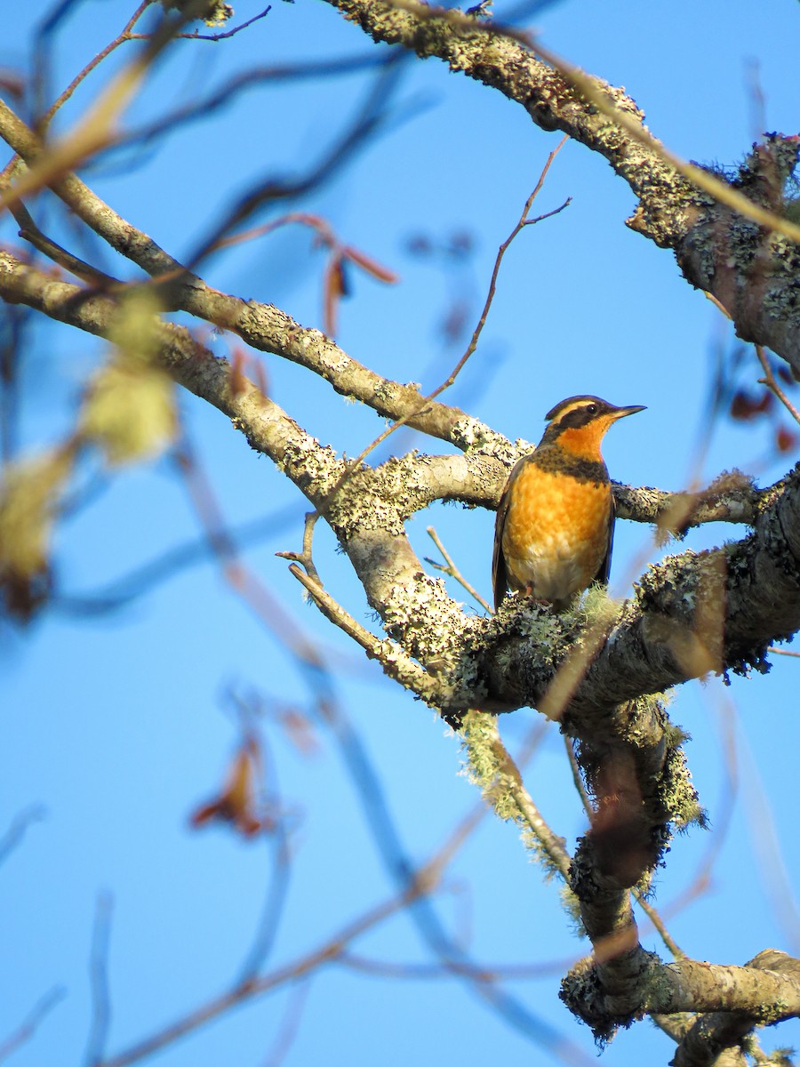 Varied Thrush - ML616058534