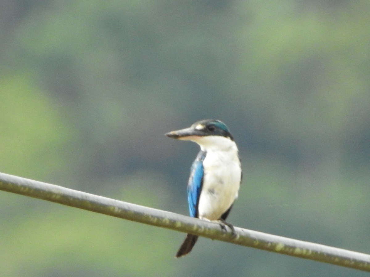 Collared Kingfisher - ML616058574