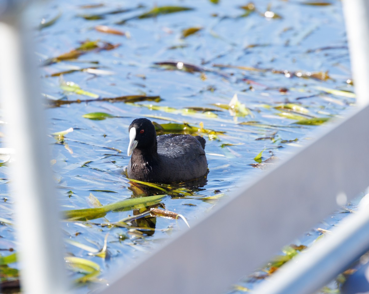 Eurasian Coot - Paul Rankin