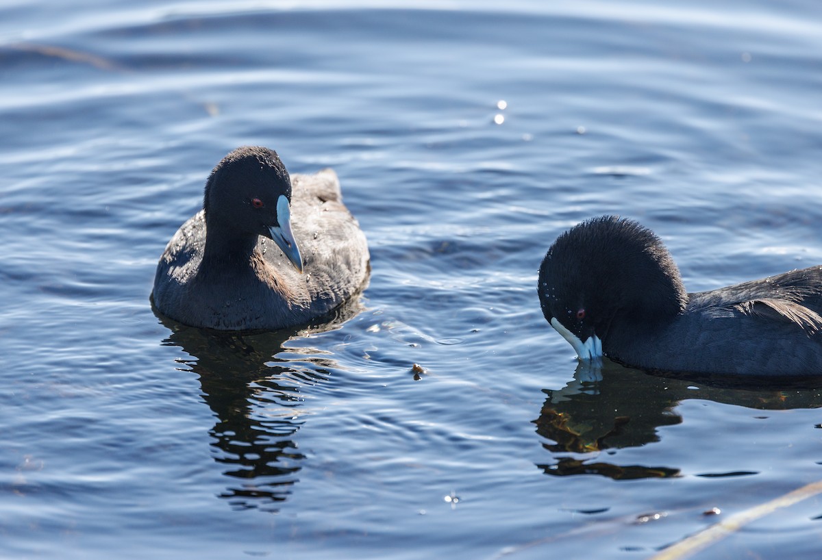 Eurasian Coot - Paul Rankin