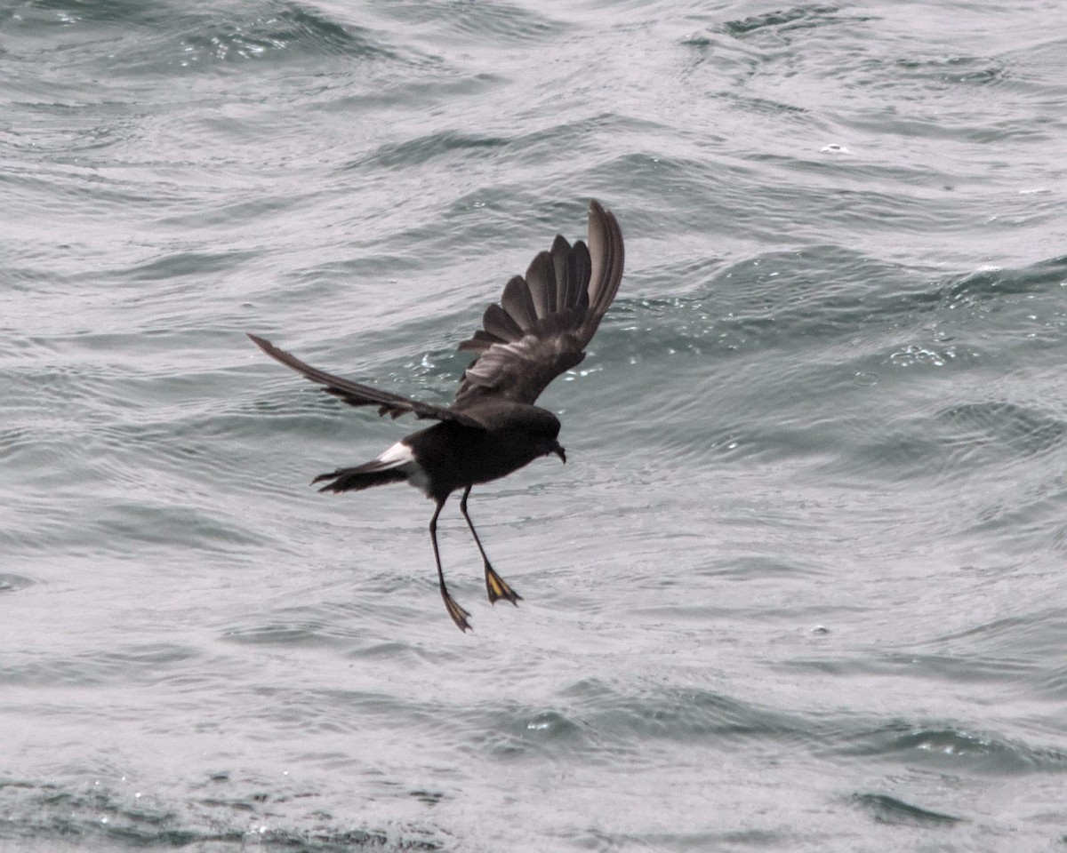 Wilson's Storm-Petrel (Wilson's) - ML616058767