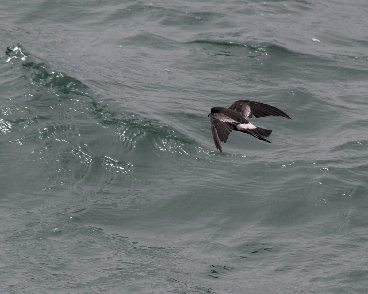 Wilson's Storm-Petrel (Wilson's) - Cameron Blair