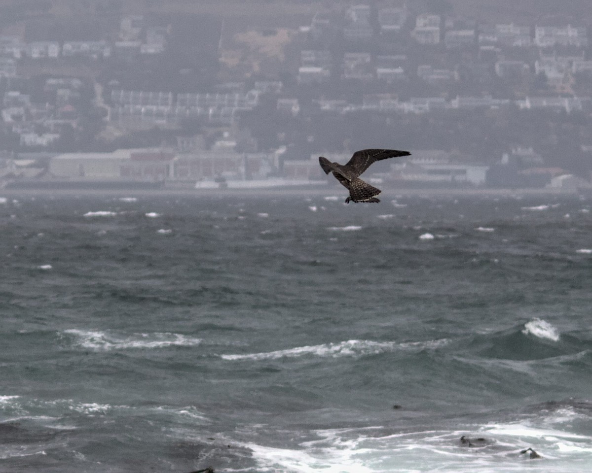 Peregrine Falcon (African) - ML616058782