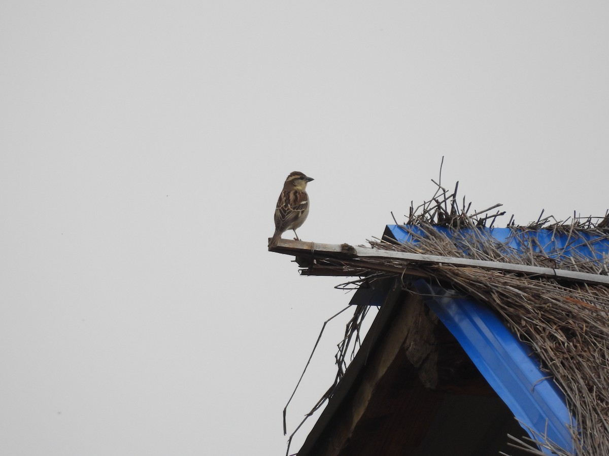 Russet Sparrow - ML616058783