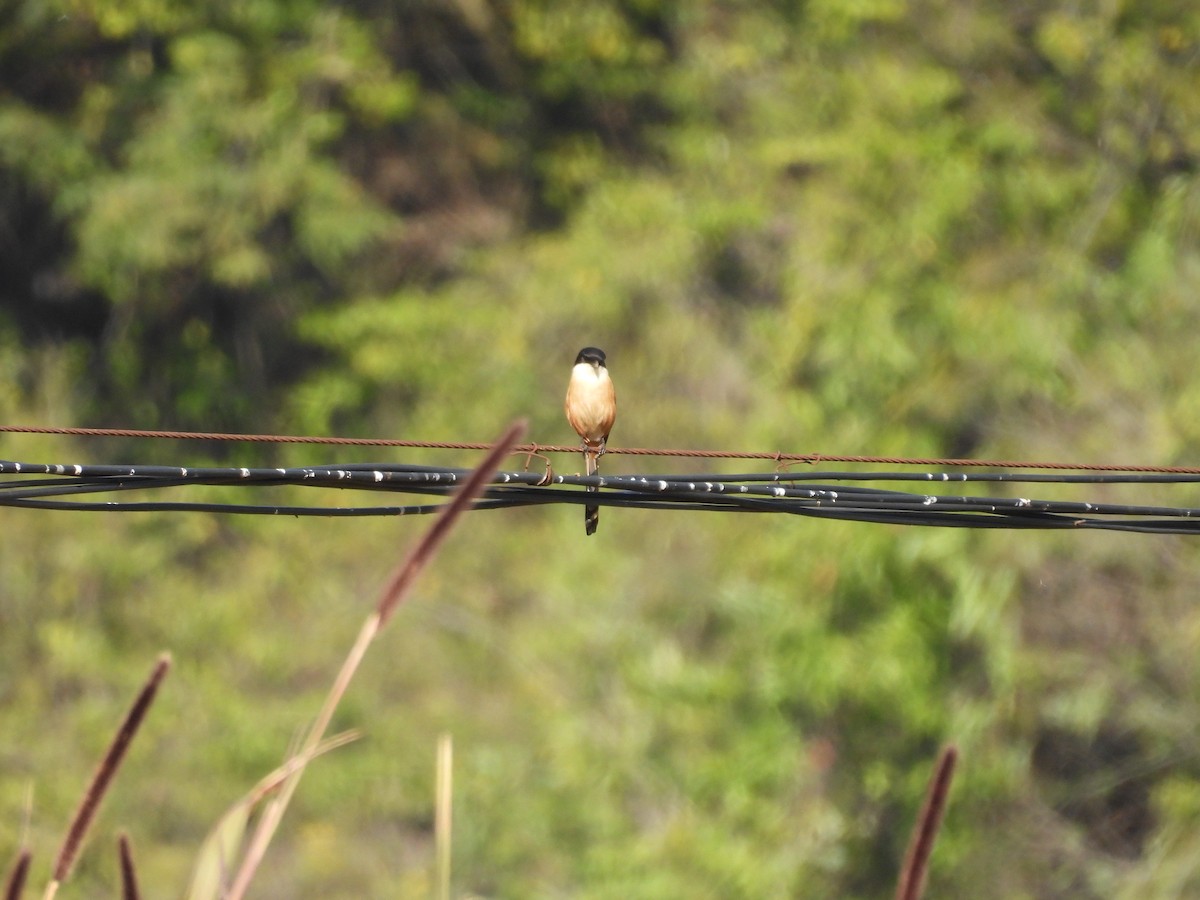 Long-tailed Shrike - ML616058823