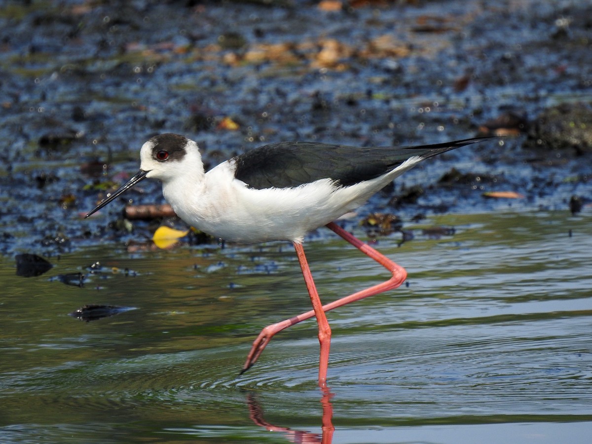 Black-winged Stilt - ML616058839