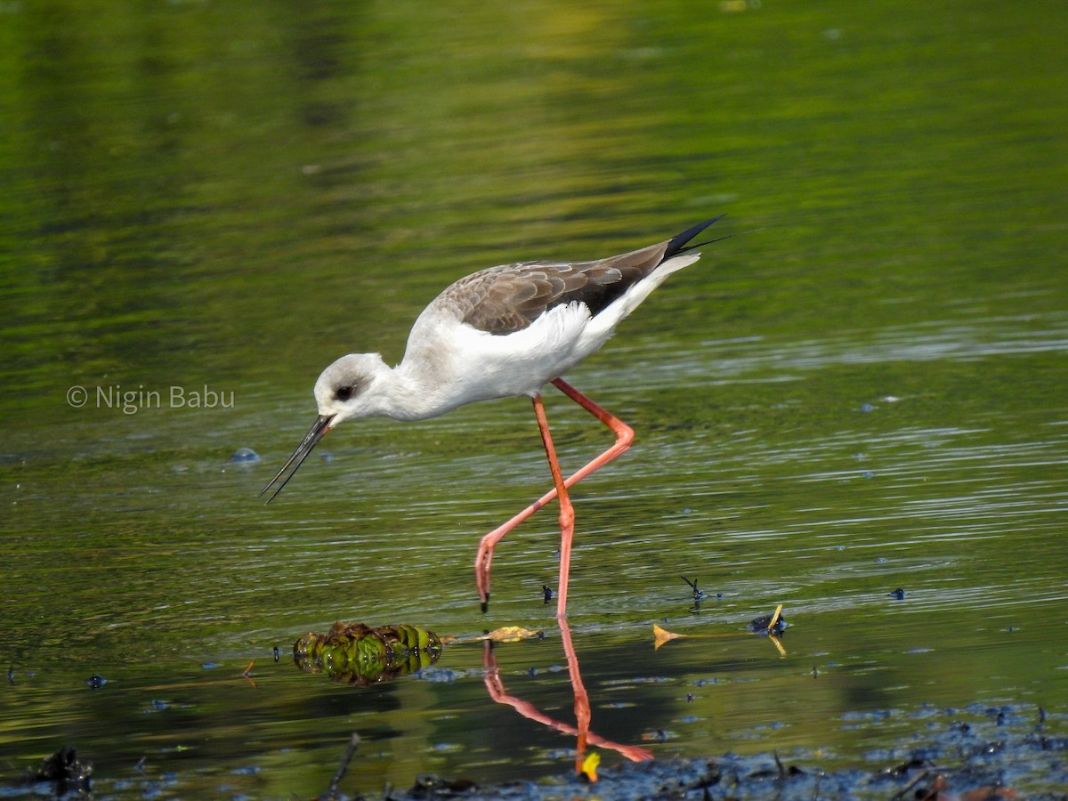 Black-winged Stilt - ML616058840