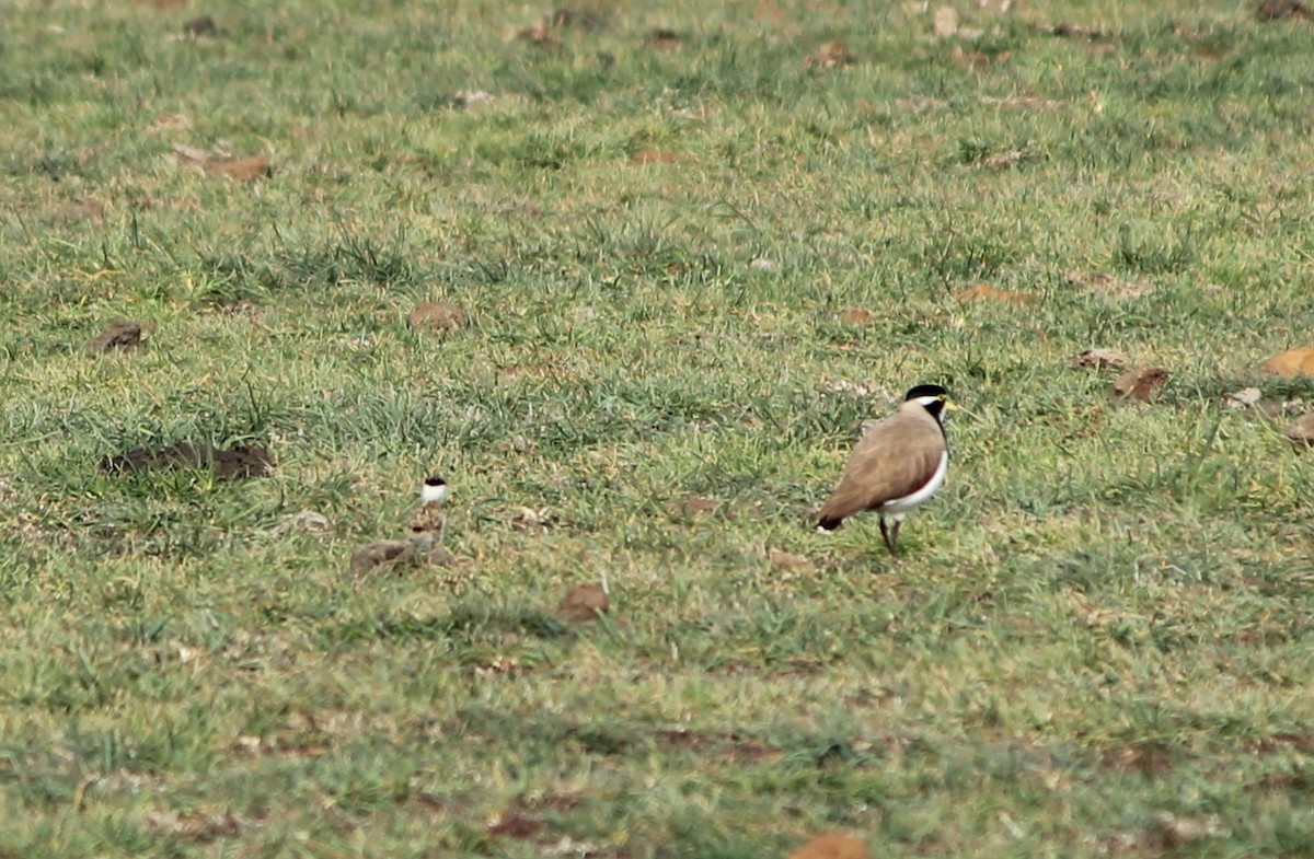 Banded Lapwing - ML616058860